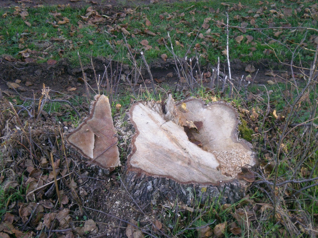 alberi tagliati